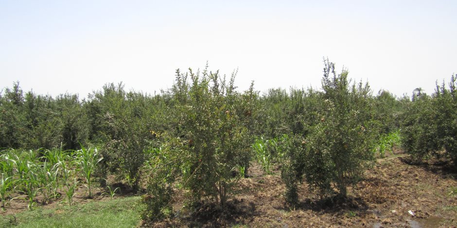 إزالة تعديات على نصف فدان أراضي زراعية في حملة ليلية بكفر الشيخ