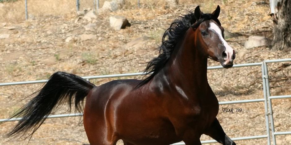 الزراعة: تصدير 2 من الخيول العربية الأصيلة لهولندا والإعداد لسفر 7 آخرون