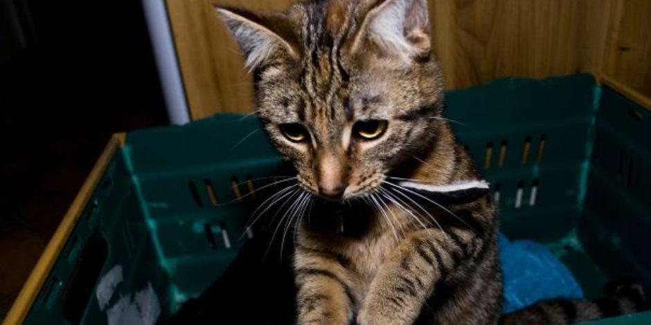 قطة ترفض الوقوف على صفحات المصحف (فيديو)