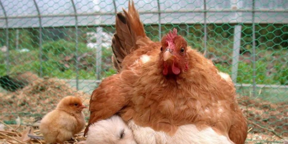 عن جدراة.. الدجاج يحصد لقب أفضل الأمهات فى المملكة الحيوانية