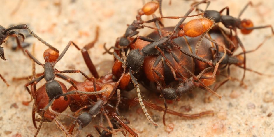لعنة طبيعية تجتاح الأراضي المحتلة.. النمل الناري يلسع الإسرائيليين ويهدد حياتهم