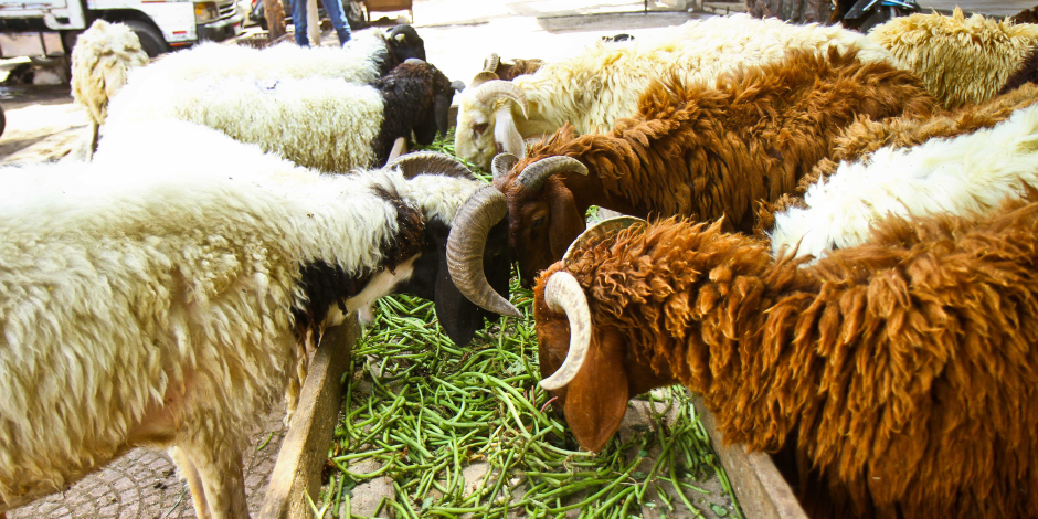 «العامة للجملة» تطرح 400 خروف بـ14 شادر في 7 محافظات بمناسبة العيد