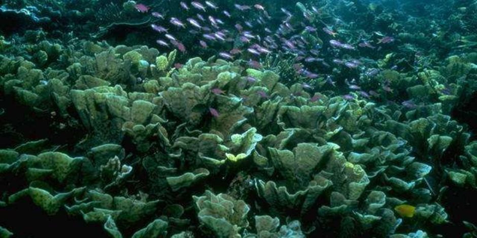 الشعاب المرجانية في خطر بسبب تزايد التيارات الساخنة تحت الماء