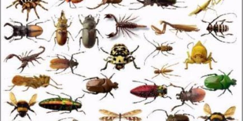 10 نصائح لمنع ظهور الحشرات في المنزل ، حبوب الفلفل ومسحوق القهوة