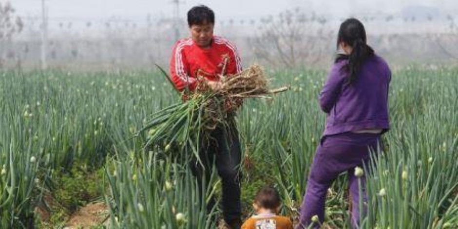 الزراعة الصينية: رصد تفشيا لإنفلونزا الطيور بمزارع للسمان