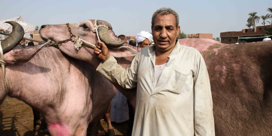معهد تناسليات الحيوان ينفذ حملة فحص وتطعيم بقرية الروضة بشمال سيناء