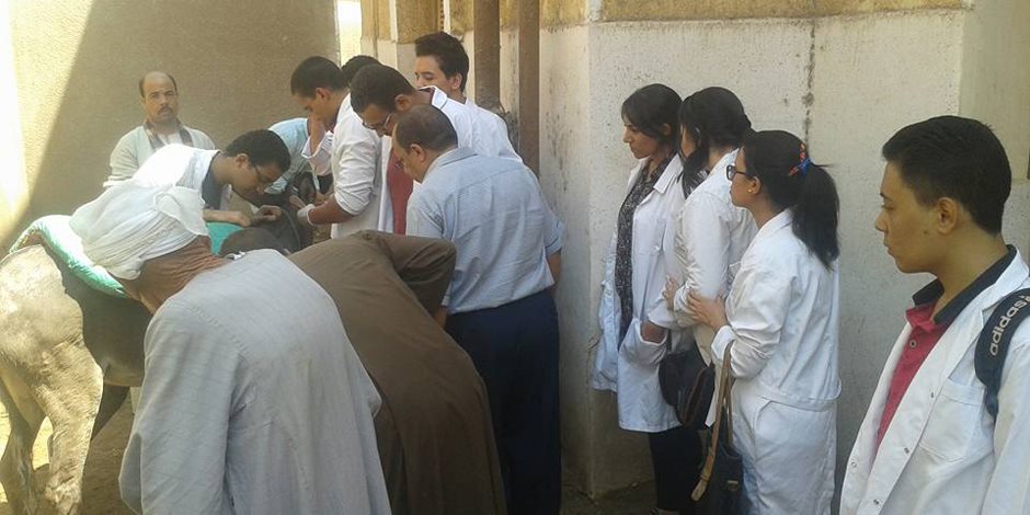 تنظيم حملة بيطرية بقرية مشطا في محافظة سوهاج وعلاج 85 حالة (صور)