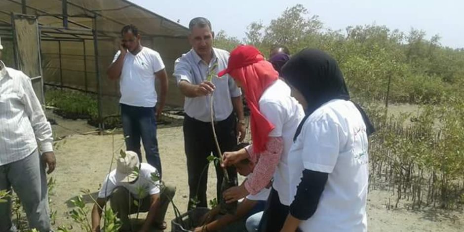 ورشة عمل تدريبية لشباب الجامعات والمدارس لزراعة أشجار المانجروف بالبحر الأحمر