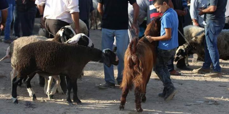 السيناوية يفضلون لحوم الماعز على الضأن والأبقار في عيد الأضحى (صور)