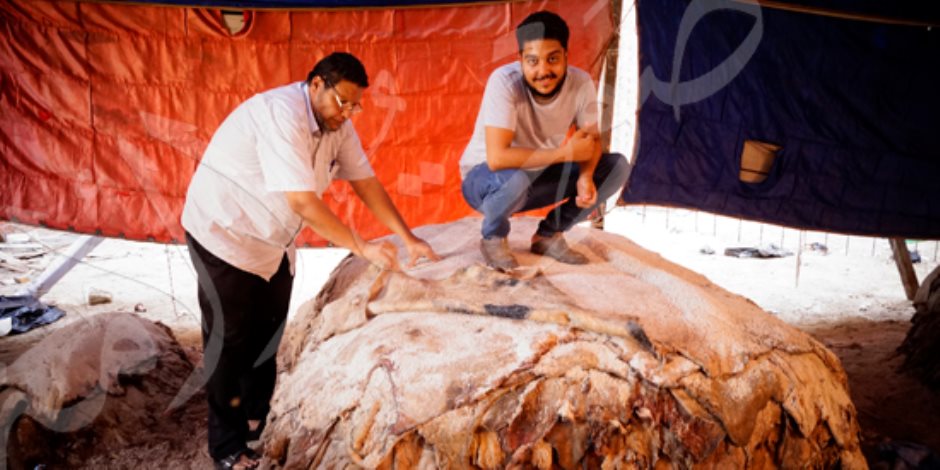 «صناعة الجلود».. مهنة تدر أرباحا ضخمة أهملتها القاهرة (فيديو وصور)