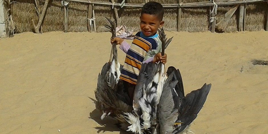 انطلاق موسم صيد «السمان والعصافير وبط الشرشير» على سواحل شمال سيناء (صور)