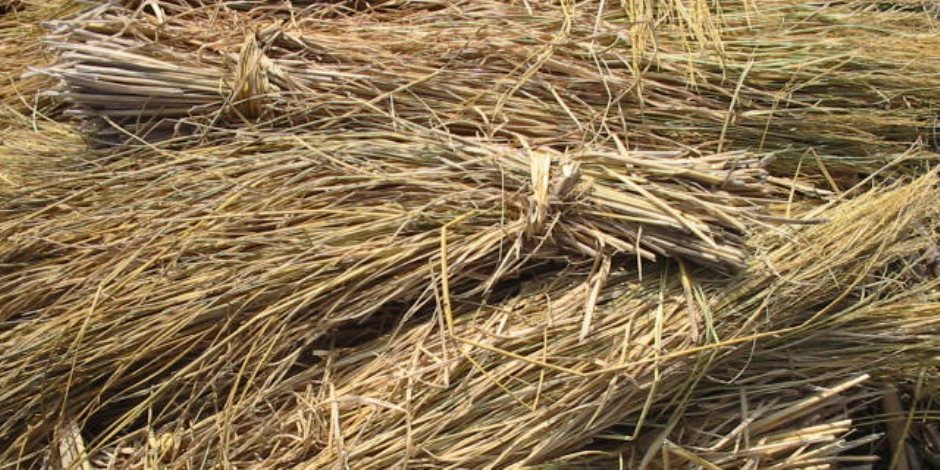 الزراعة تنتهي من تدوير 9 آلاف طن من قش الأرز لإنتاج الأسمدة والأعلاف