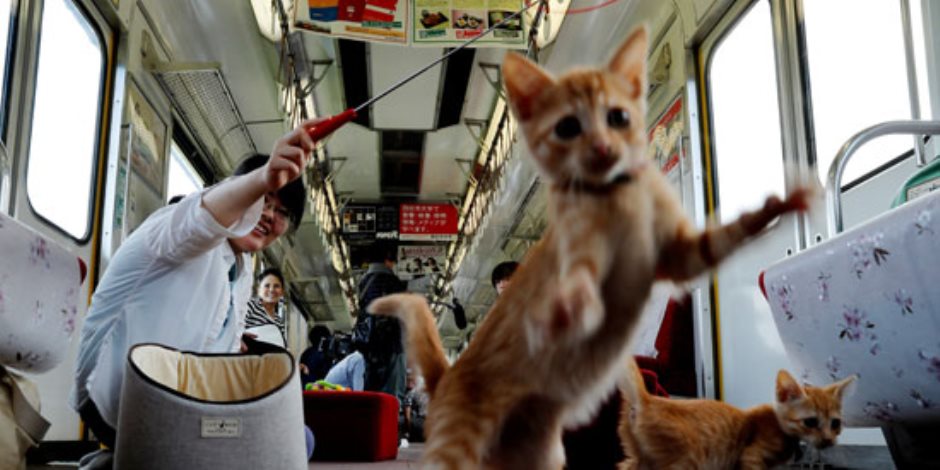 في كوكب اليابان.. قطط تستقل قطار لزيادة الوعي بمشكلة إعدام القطط الضالة (صور)