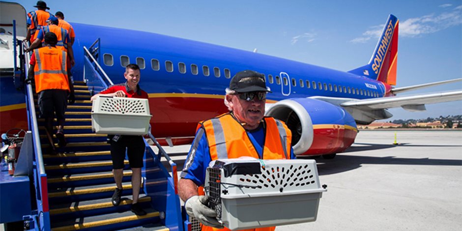 شركة طيران تخصص رحلات لنقل الحيوانات اليتيمة هربا من فيضان "هارفى" بـ"تكساس"