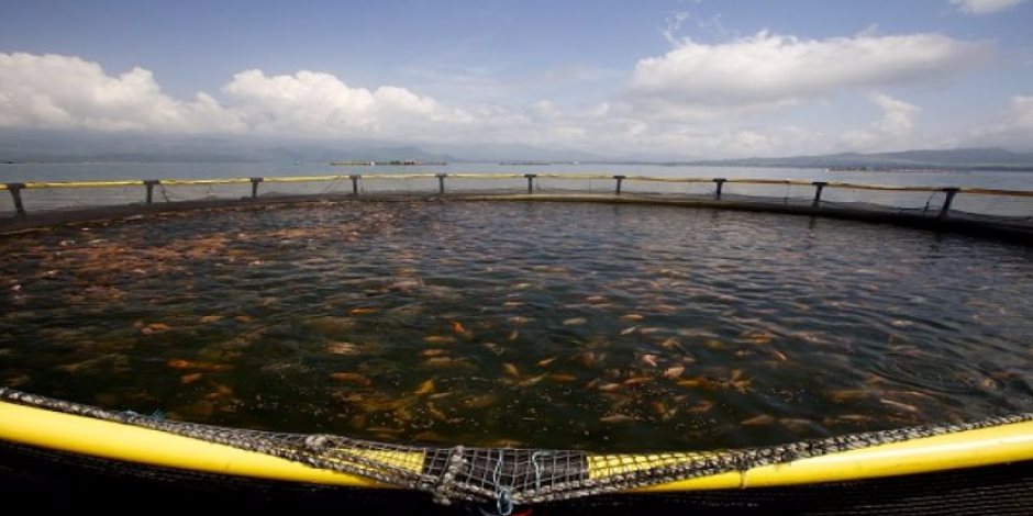 ثورة غذائية مذهلة.. 10 آلاف فدان مساحة مزرعة الفيروز للاستزراع السمكي بشرق بور سعيد