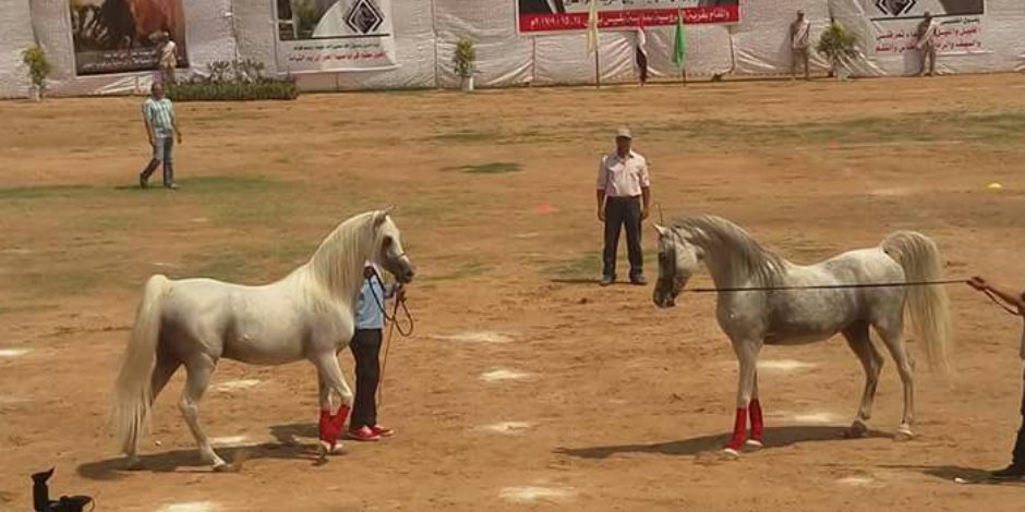 بدء مهرجان الخيول العربية بمحافظة الشرقية (صور)