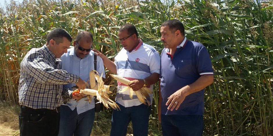 نجاح التجربة الأولى لزراعة حقول إرشادية للذرة الشامية في مطروح    ( صور ) 