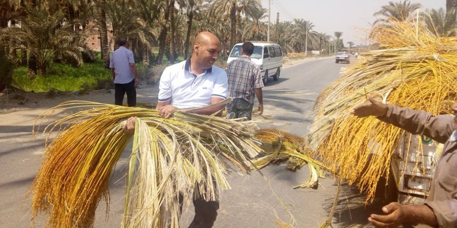 شباب بدهشور يرفعون عرجون النخيل من الطريق السريع (صور) شباب بدهشور يرفعون عرجون النخيل من الطريق السريع (صور)