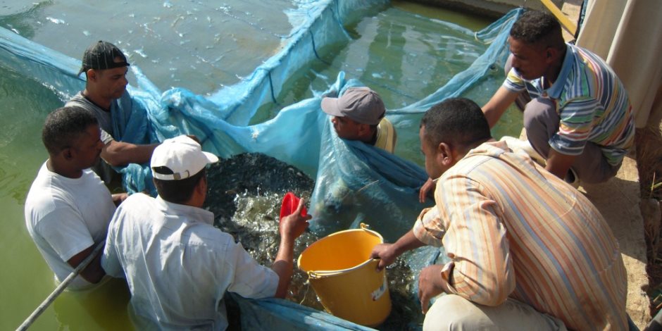 هيئة الثروة السمكية تطلق 7 ملايين زريعة "بلطي" في بحيرة ناصر بأسوان (صور)