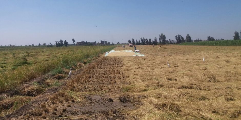 إجراءات جديدة لـ" الزراعة " لمنع زراعة أصناف الأرز عالية الإستهلاك للمياه .. تعرف عليها