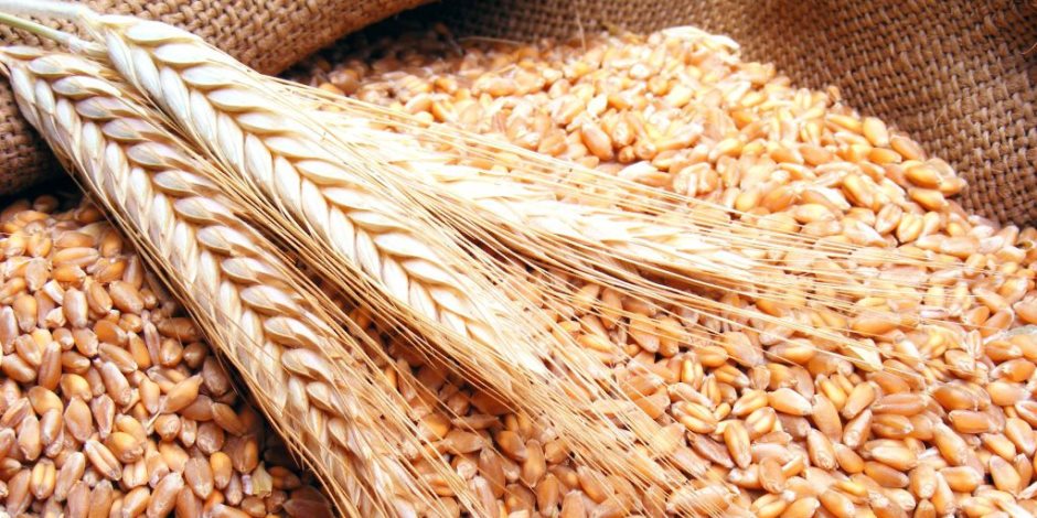 بعد اندلاع الحرب بين أكبر مصدرين للقمح في العالم.. هل تسعير أردب القمح 820 جنيها يكفي للمزارعين؟