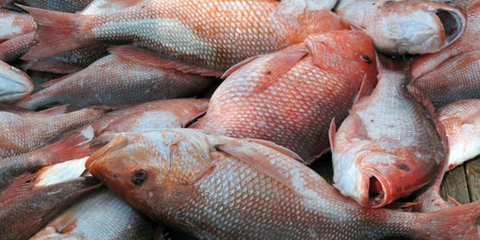 أسعار السمك اليوم الإثنين 17-2-2020.. البلطي يبدأ من 21 جنيها للكيلو