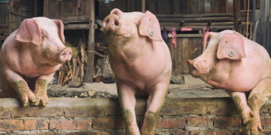 "عودة الحلوف"..نقيب الزبالين يقترح افتتاح مزارع للخنازير.."وبيطرية الجيزة" تكشف قيمتها الغذائية