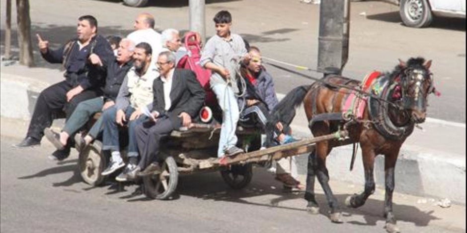 محافظة القاهرة تصادر 4 عربات "كارو" لفرزها قمامة بشوارع مصر الجديدة