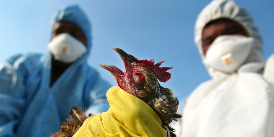 هكذا بدأت «الزراعة» الاستعداد باكرا لمواجهة انفلونزا الطيور