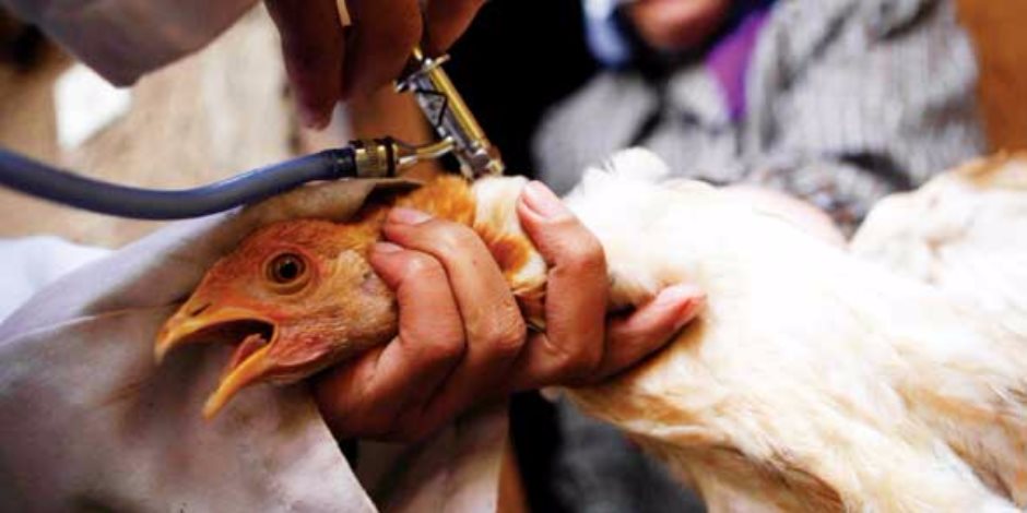 مع تفشي كورونا والفطر الأسود ..انتشار انفلونزا الطيور في العراق ونفوق عشرات الآلاف من الدجاج