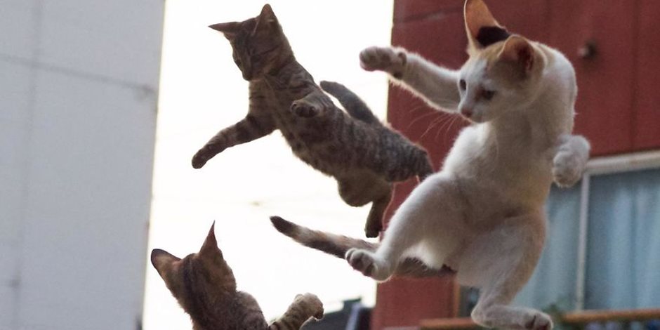 مصور يابانى يلتقط صور لقطط تحفظ خطوات فنون الدفاع عن النفس القتالية