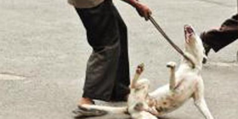 إعدام 39 كلبًا ضالاً في حملة للطب البيطري بالفيوم