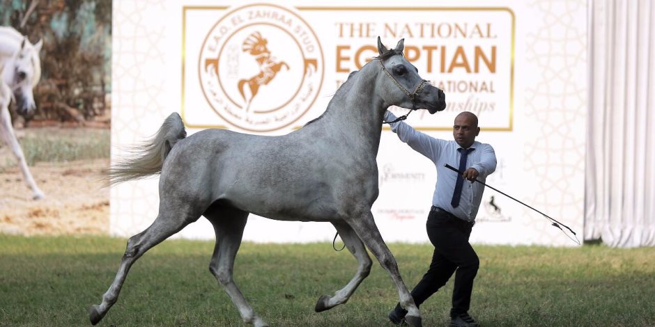 «جيفارا» يفوز  بالمركز الأول بمسابقة جمال الخيول العربية الأصيلة (صور)
