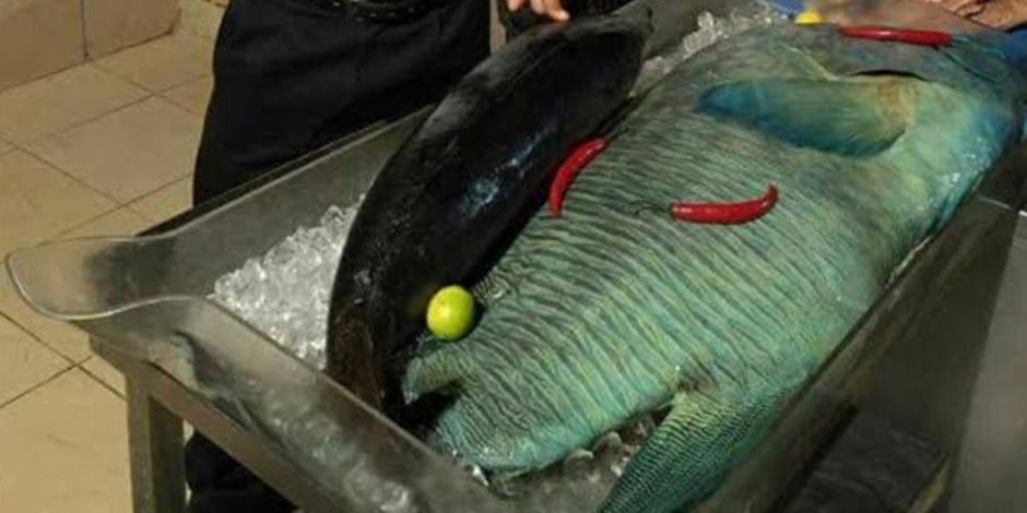 محميات البحر الأحمر: التحقيق في عرض سمكة مهددة بالإنقراض في مطعم