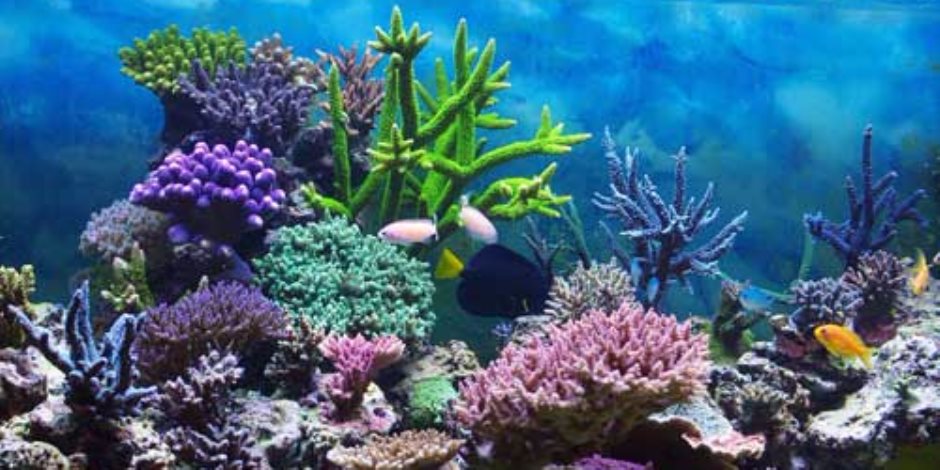 استخلاص عقار  فرنسي مضاد للسرطان من الشعاب المرجانية الموجودة بشواطئ فلوريدا 