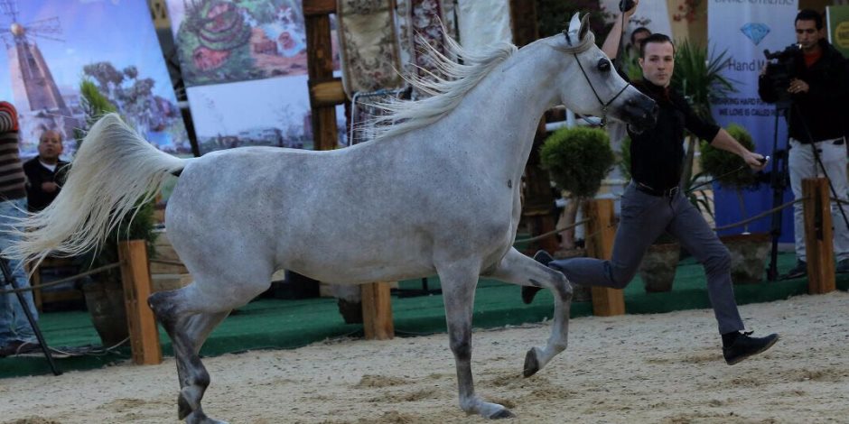 عمر المغاورى يسلم جوائز بطولة الجواد العربي لمربى الخيول الأصيلة (صور)
