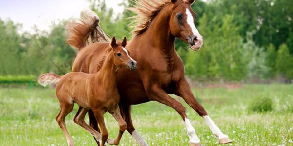 الحصان الصغير يساعد فى علاج مرض التوحد عند الأطفال