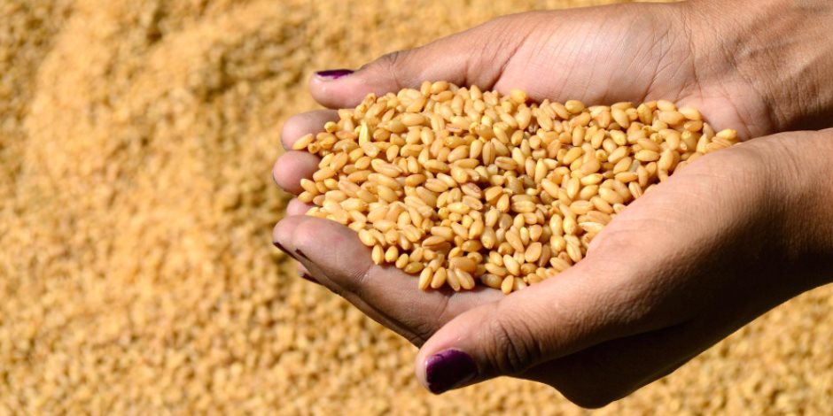 تبادل الاتهامات بين مسئولي وزارتي الزراعة والتموين في صفقة القمح الأوكراني المخشخش 