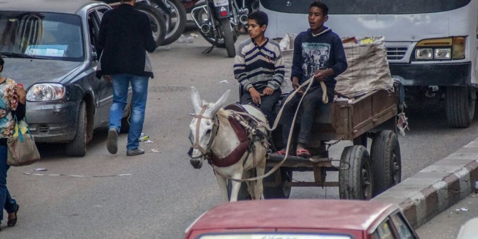 "شي يا حمار".. انخفاض سير عربات الكارو بنسبة 40% بالقاهرة