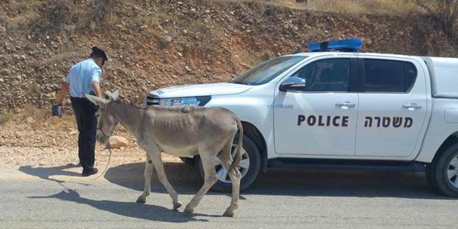 ما السبب وراء ذلك؟.. الاحتلال الإسرائيلي يسرق الحمير من الفلسطينيين (فيديو)