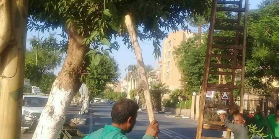 الأقصر تبدأ زراعة نباتات الزينية لتجميل الطرق والمسارات السياحية الأقصر تبدأ زراعة نباتات الزينية لتجميل الطرق والمسارات السياحية