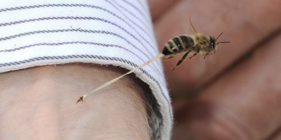إسعافات أولية للسيطرة على لدغة النحل السامة..اترك المكان فورا وعرض الجلد للحرارة