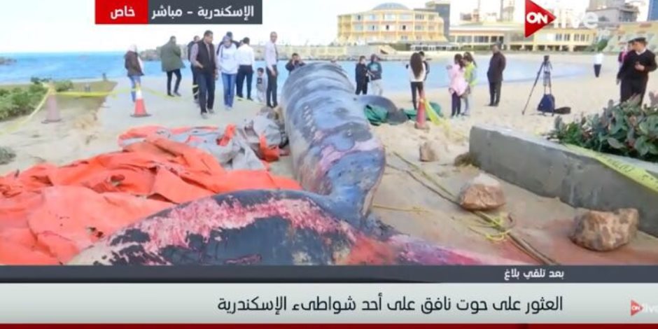 اللقطات الأولى للحظة العثور على حوت الإسكندرية النافق (فيديو)
