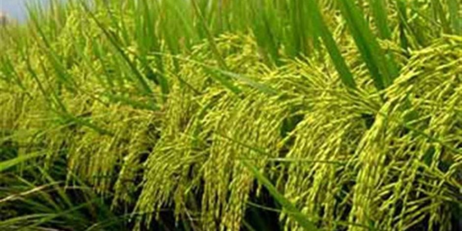 الهند تمنع تصدير الأرز الأبيض غير البسمتى