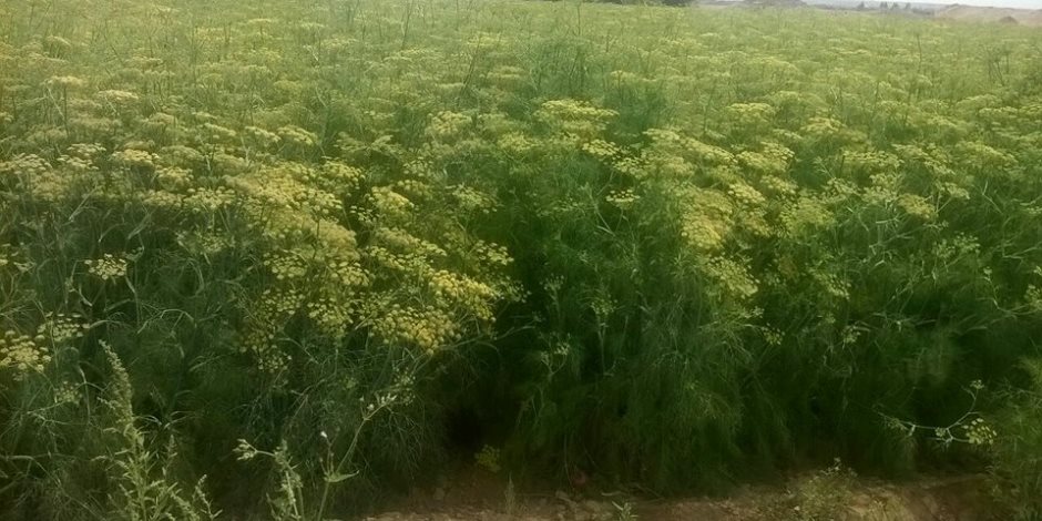 "وادي النقرة" بأسوان.. أبرز الأودية الزراعية بمصر تصديرا للزهور العطرية (صور) "وادي النقرة" بأسوان.. أبرز الأودية الزراعية بمصر تصديرا للزهور العطرية (صور)