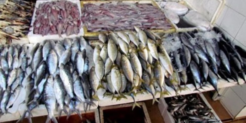 انخفاض أسعار الأسماك 30%.. والبلطي يسجل 25 جنيها للكيلو 