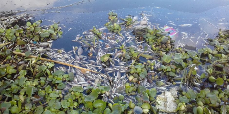 تشكيل لجنة لبحث أسباب نفوق الأسماك بنهر النيل بدسوق 