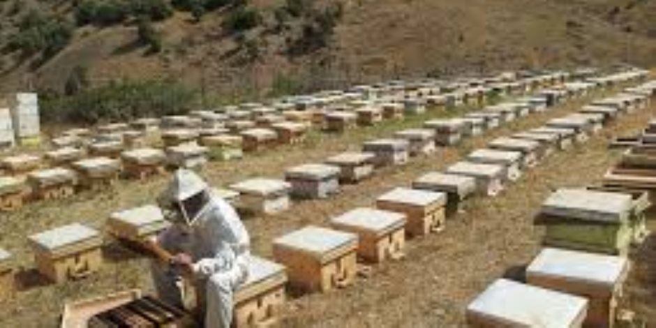 معهد وقاية النباتات ونقابة الفلاحين يدربان شباب الخريجين على تربية النحل.. صور