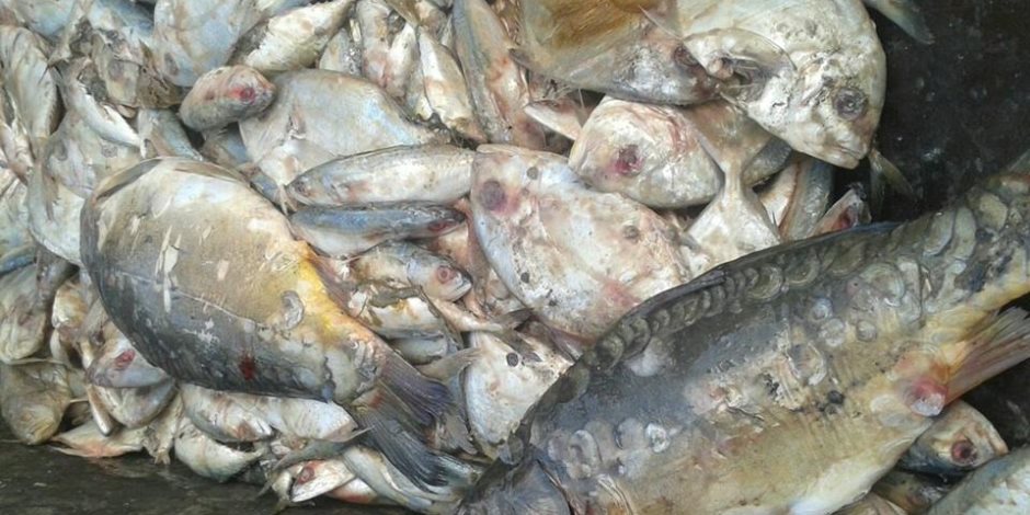 صحة الإسكندرية: ضبط 800 كجم أسماك غير صالحة للاستهلاك الآدمي (صور)