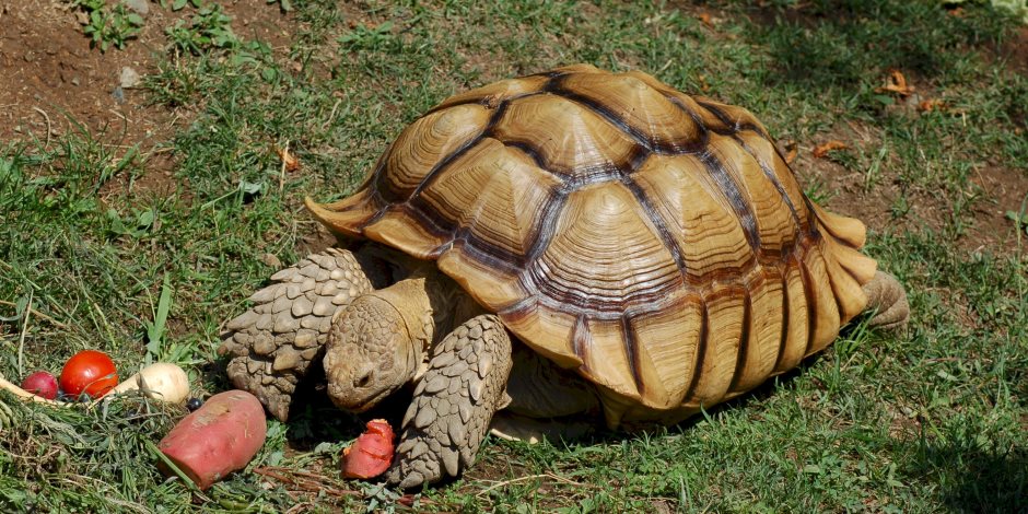مافيا تهريب السلاحف السودانية الأكثر مرحا.. وهذه هي الأسباب